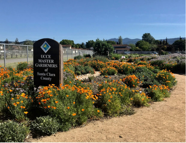 Orange California poppies surround a brown sign for the UCCE Master Gardeners of Santa Clara County