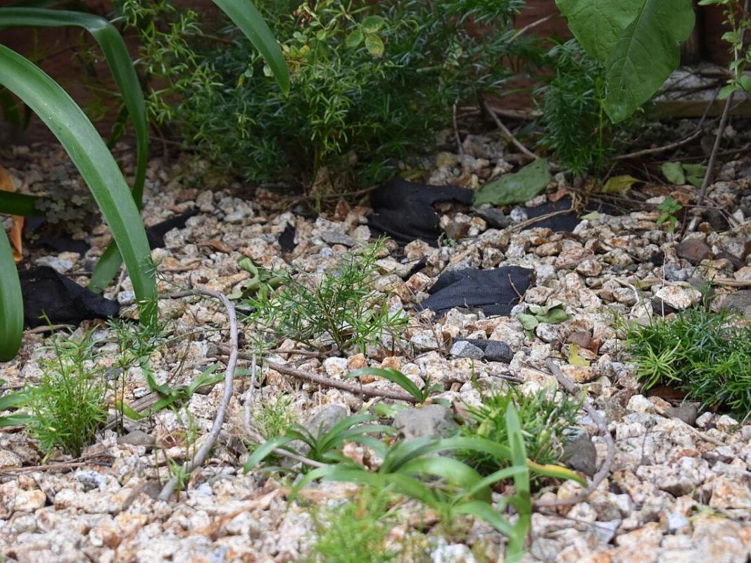   Plants growing in gravel