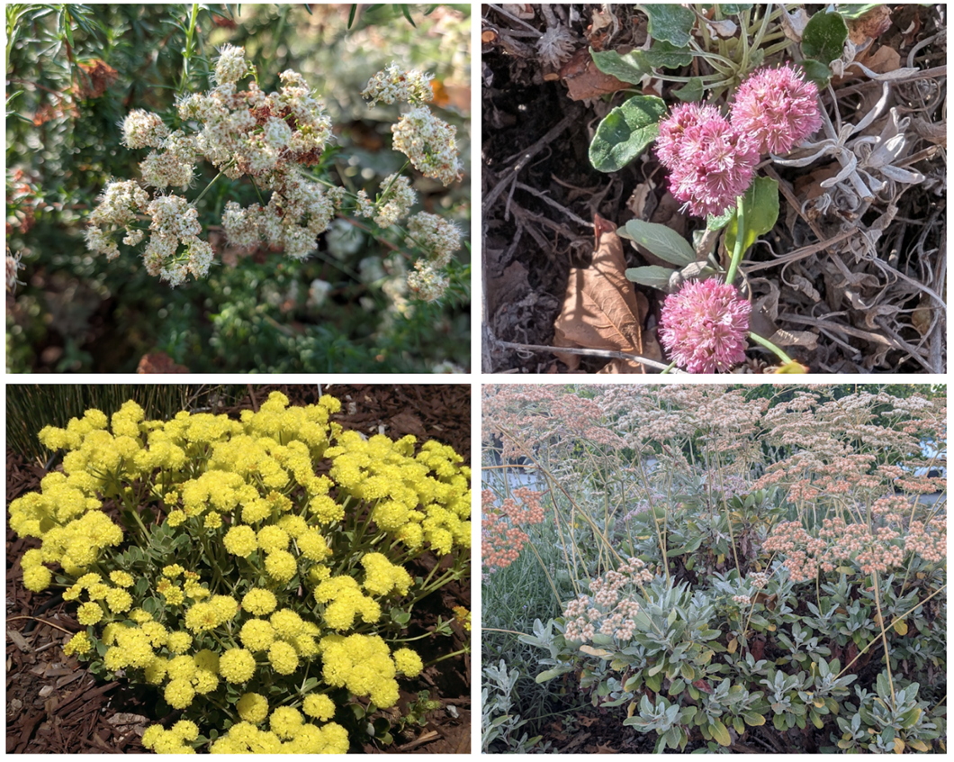 Collage of four photos of wild buckwheat with different flower colors including white, pinkish-red, greenish white, and yellow