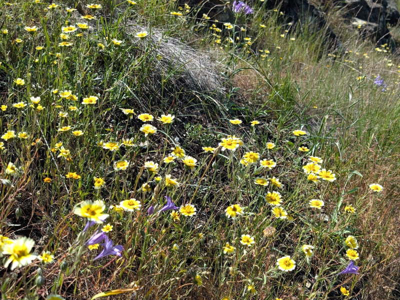 A sunny, grassy slope carpeted with small yellow and white wildflowers, with occasional purple blossoms interspersed.