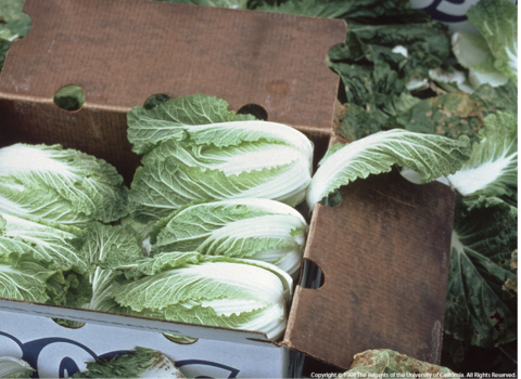 A box full of napa cabbages.