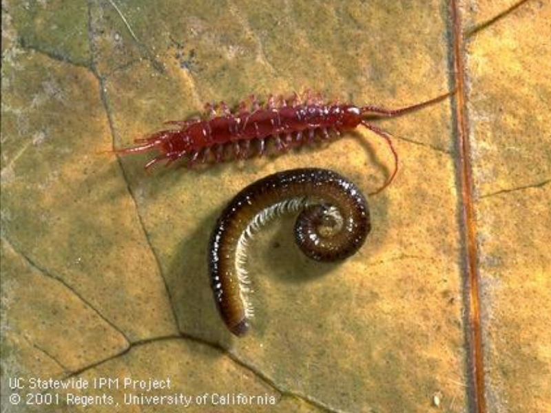 A reddish centipede placed above a curled up brown millipede on top of a yellowing leaf.
