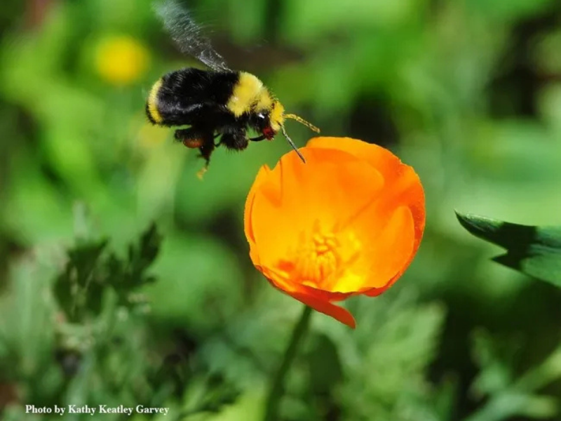 A yellow-faced bumble bee, Bombus vosnesenskii, heading toward California poppy, Eschscholzia californica.