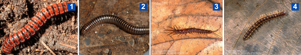1. Red-and-black segmented arthropod on damp, twiggy soil.
2. Dark, shiny cylindrical arthropod curving on a dried leaf.
3. Arthropod with long legs and thin antennae on an orange leaf.
4. Slender light-brown arthropod with visible legs on a leaf.