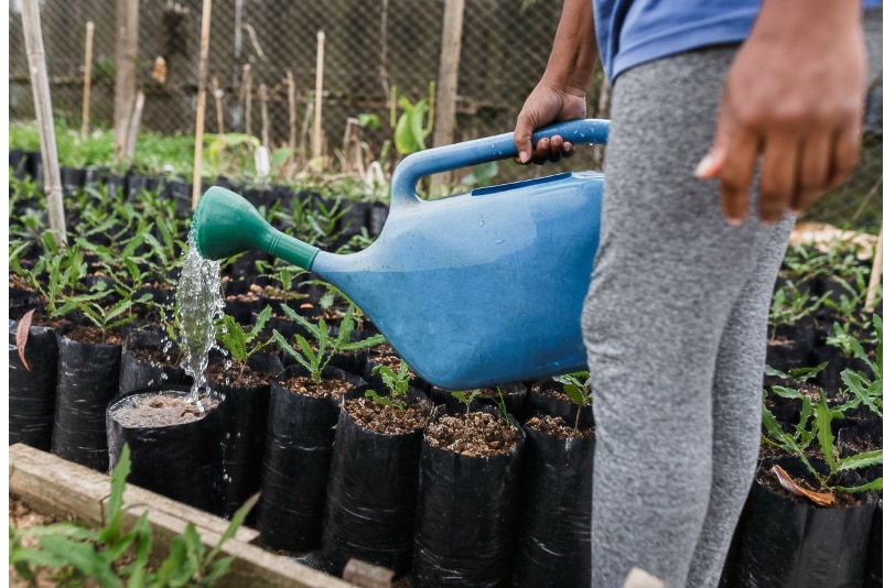 Picture of a person watering plants using a blue plastic watering can