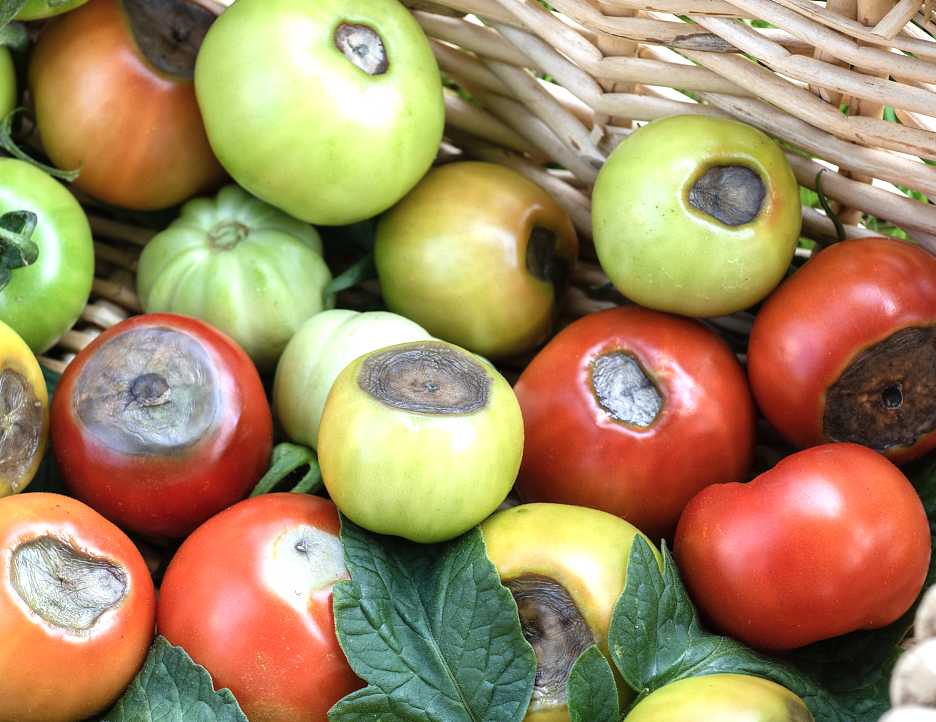 Tomatoes in different stages of ripeness with brownish grayish-black patches on bottoms