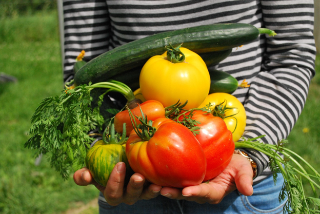 A person in a striped shirt holding summer vegetables, including yellow and red tomatoes and long cucumbers
