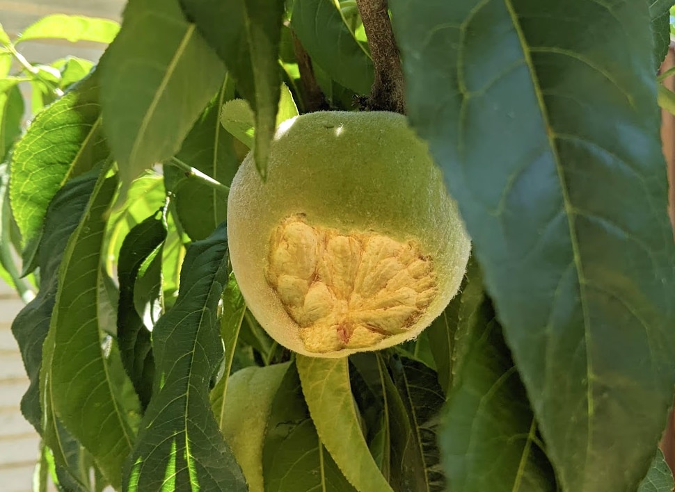 Picture of a damaged peach still on the tree