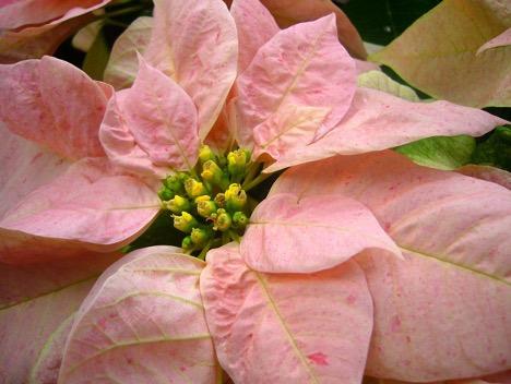 Poinsettia showing pink bracts around the smaller flowers in the center