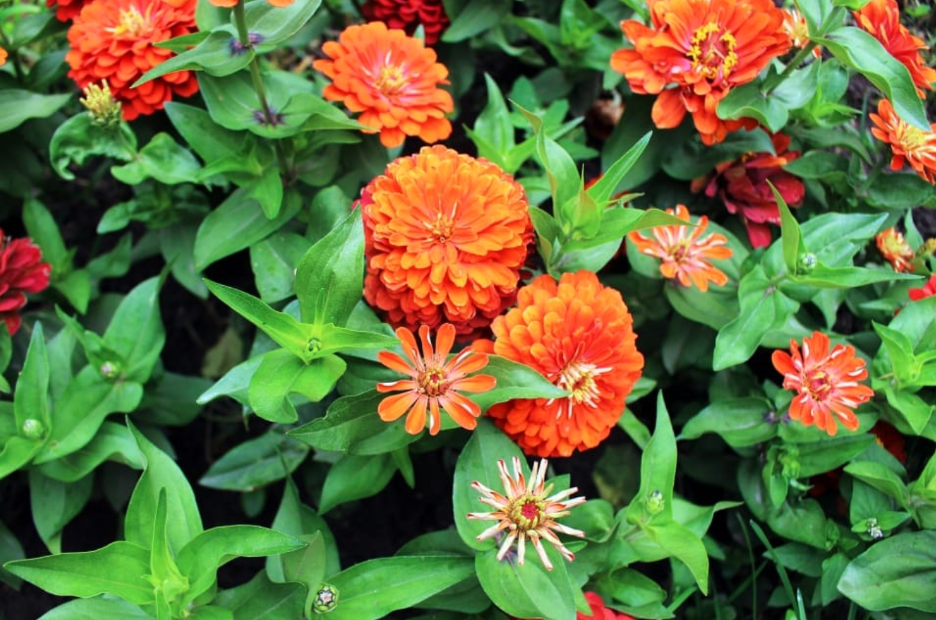 A lush, bushy zinnia plant with many orange blooms, demonstrating the value of pinching