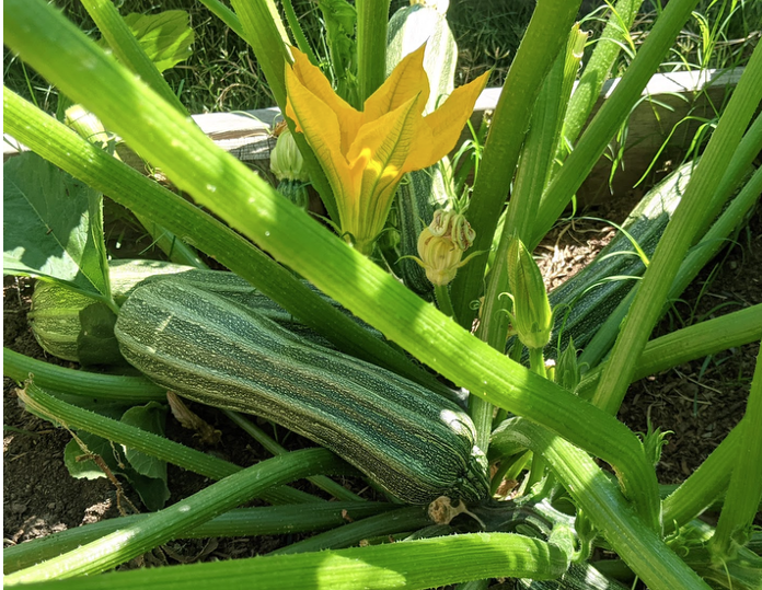 Striped squash and yellow squash flower underneath the leaves of a squash plant.
