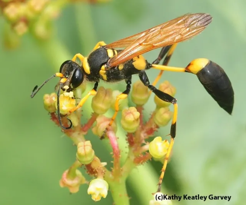 Yellow and black mud dauber wasp showing curled antenna and a very thin waist connecting the thorax and abdomen