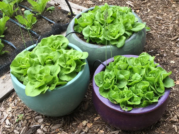 3 pots of lettuce growing next to a vegetable bed