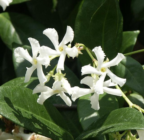 White Jasmine flowers and green leaves