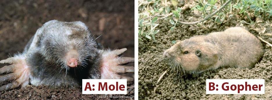A- Broad-footed mole - B- Adult pocket gopher