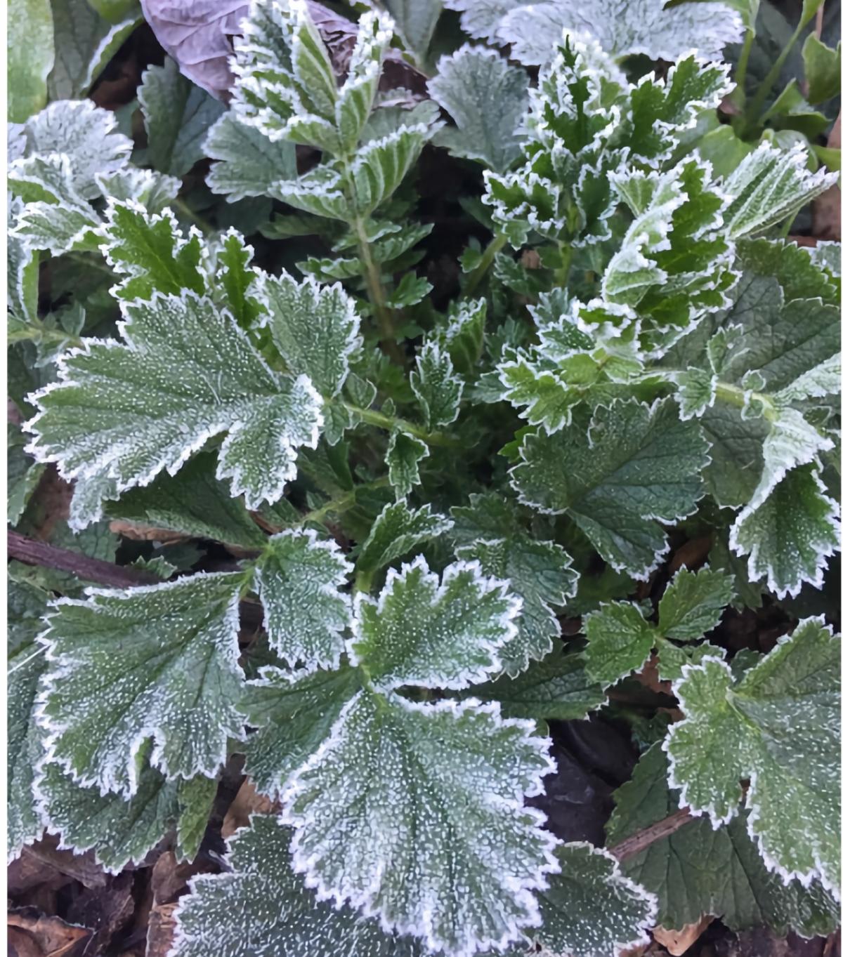  Morning frost on leaves