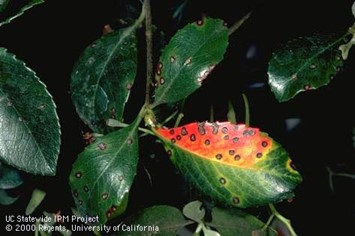 Green leaves with dark disease spots and one leaf with a reddish yellow area with many spots