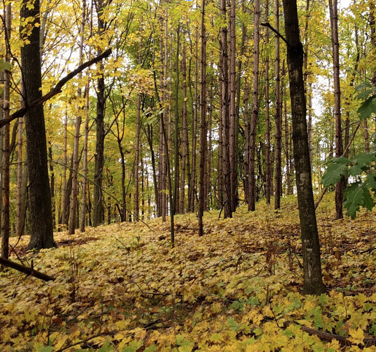 Yellow leaves cover a forest floor between slender tree trunks