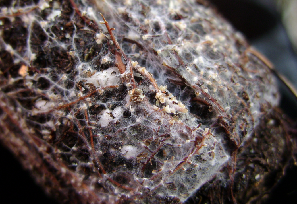 A mat or web of white fungal filaments intertwined with brown plant roots