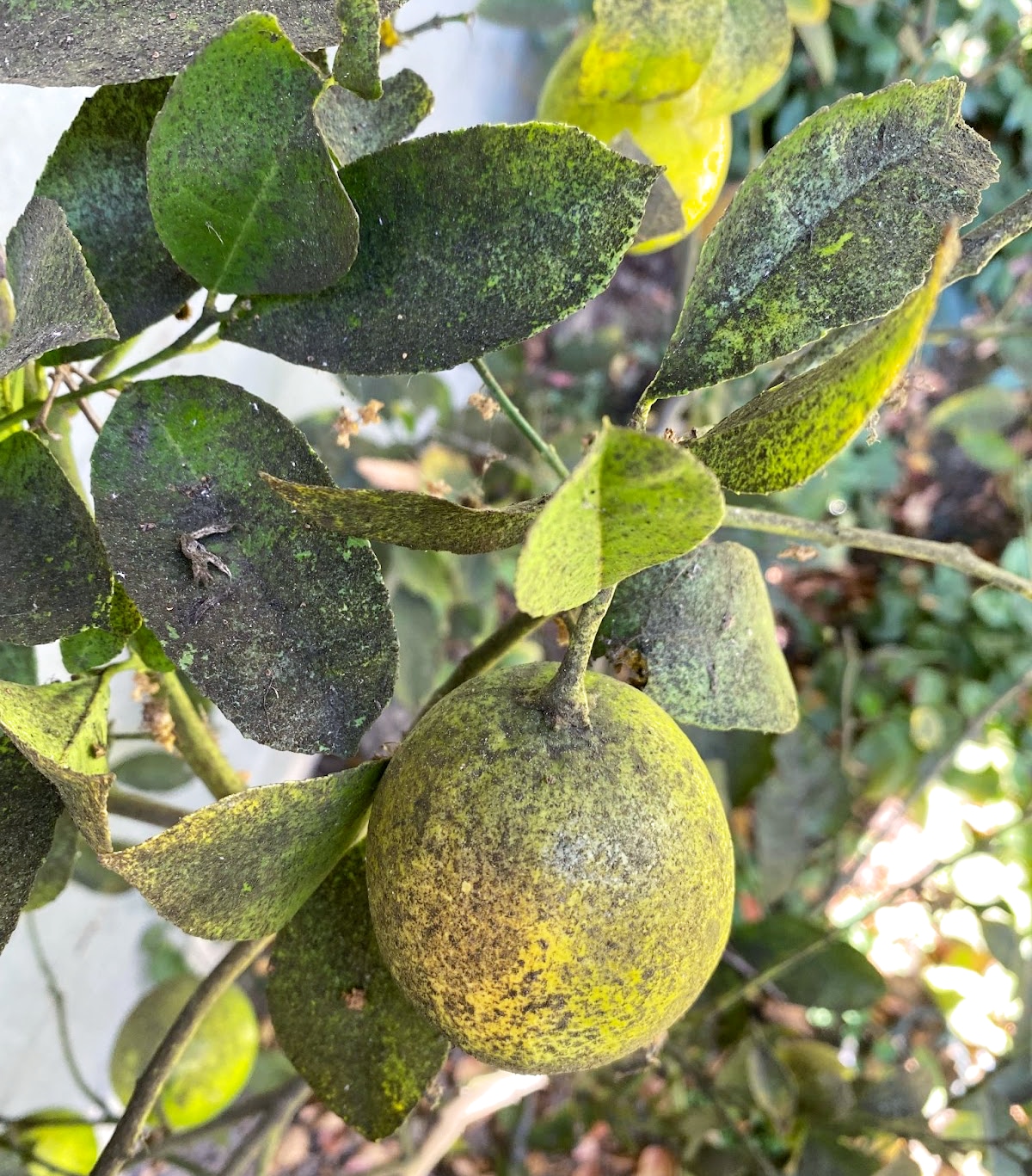Sooty mold on citrus leaves and fruit shows an unattractive black residue