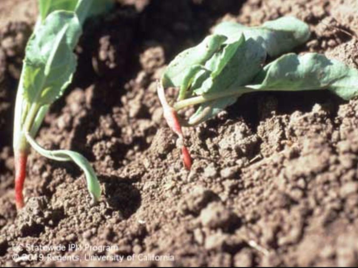Two small red root seedlings emerging from dry, cracked soil. The seedling to the left is developing well while the seedling to the right appears to rot at the soil line showing symptoms of damping-off.