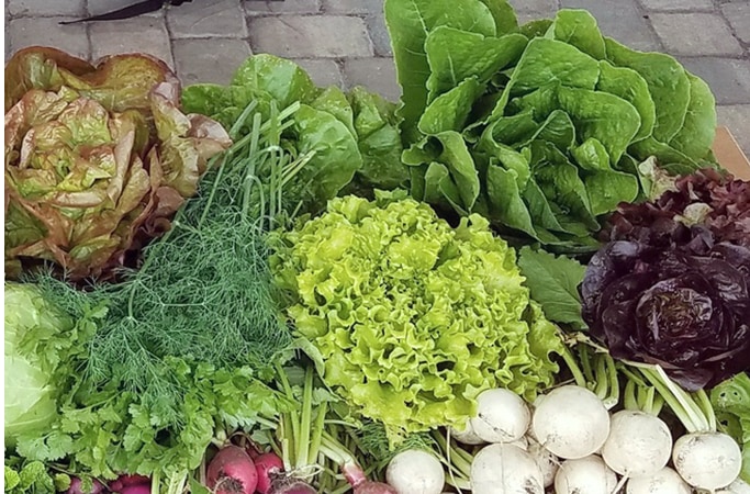 Vegetable planting chart - University of North Florida