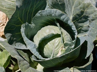 A head of cabbage