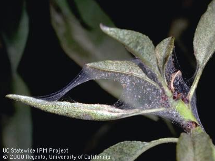 Slender green plant leaves covered with white stippling, and thick spiderweb-like webbing between leaves that encompasses tiny yellow spider mites