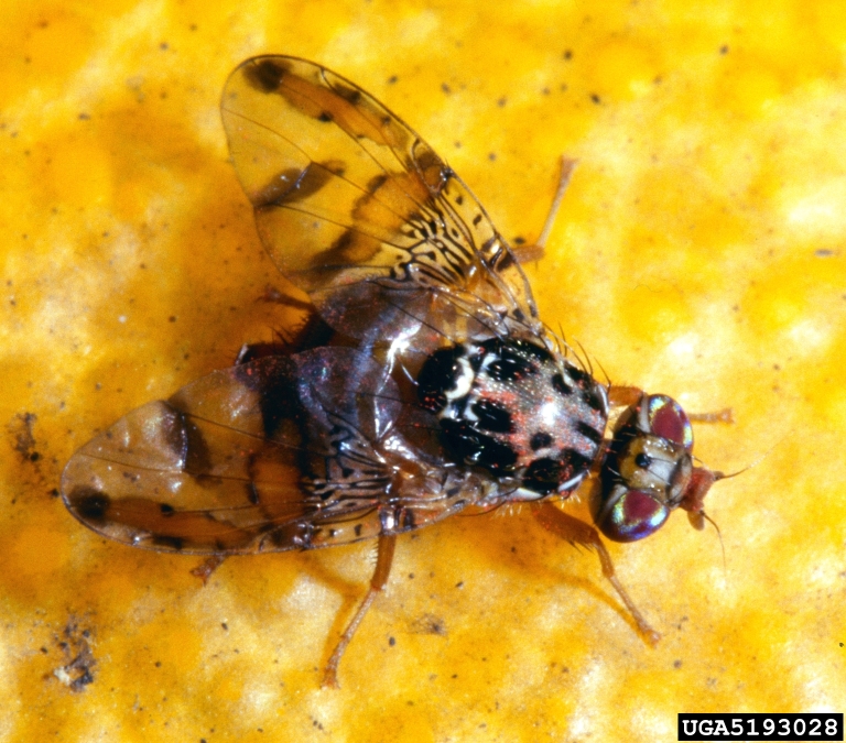A Mediterranean fruit fly perched on the surface of citrus fruit.