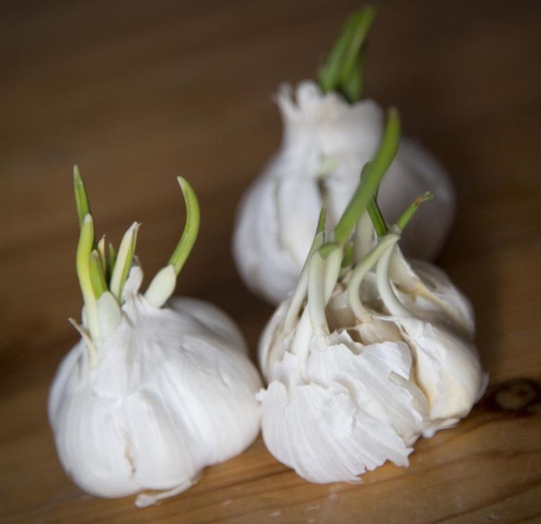 three heads of sprouted garlic cloves