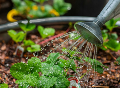 Using a watering can to give strawberry plants water.