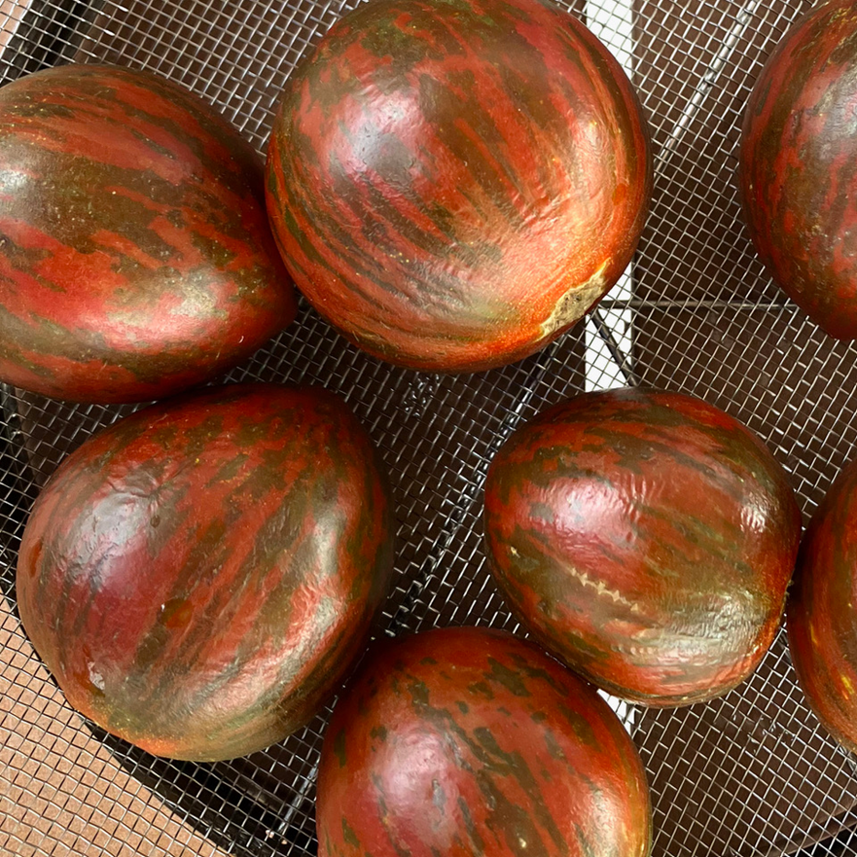 Several round red-orange tomatoes, with dark green streaks