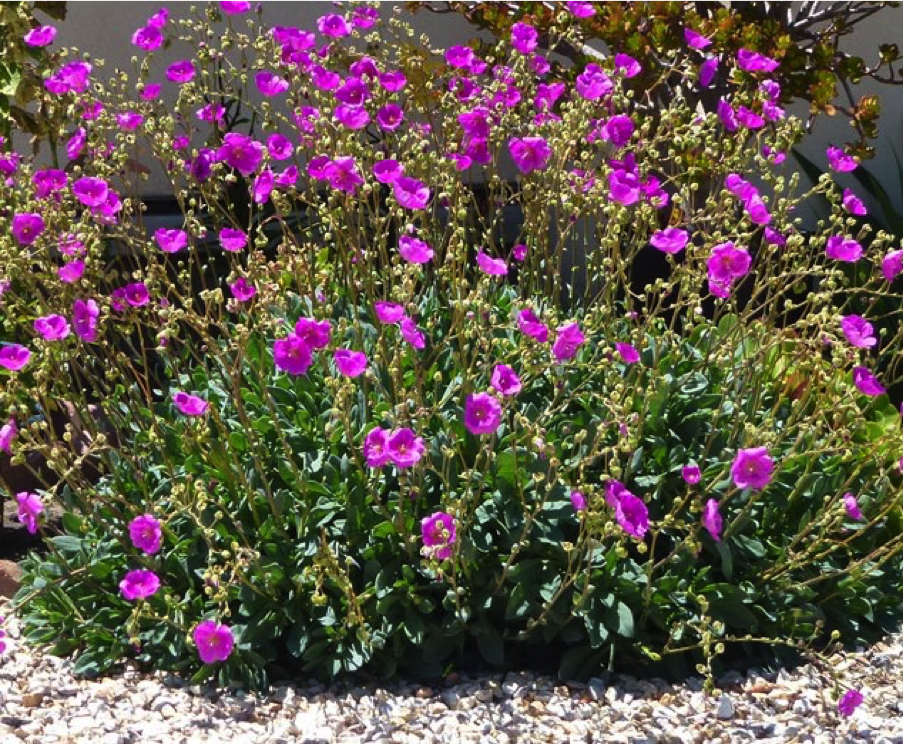 Calandrinia spectabilis succulent plant with purple flowers