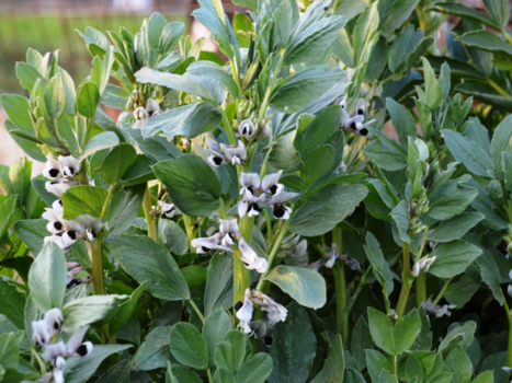 Deep green fava bean plants with white flowers and black centers.