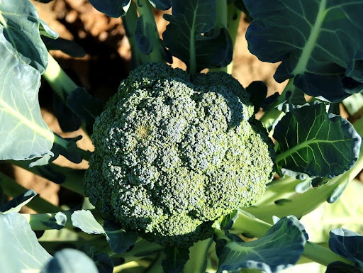 Head of broccoli surrounded by its leaves