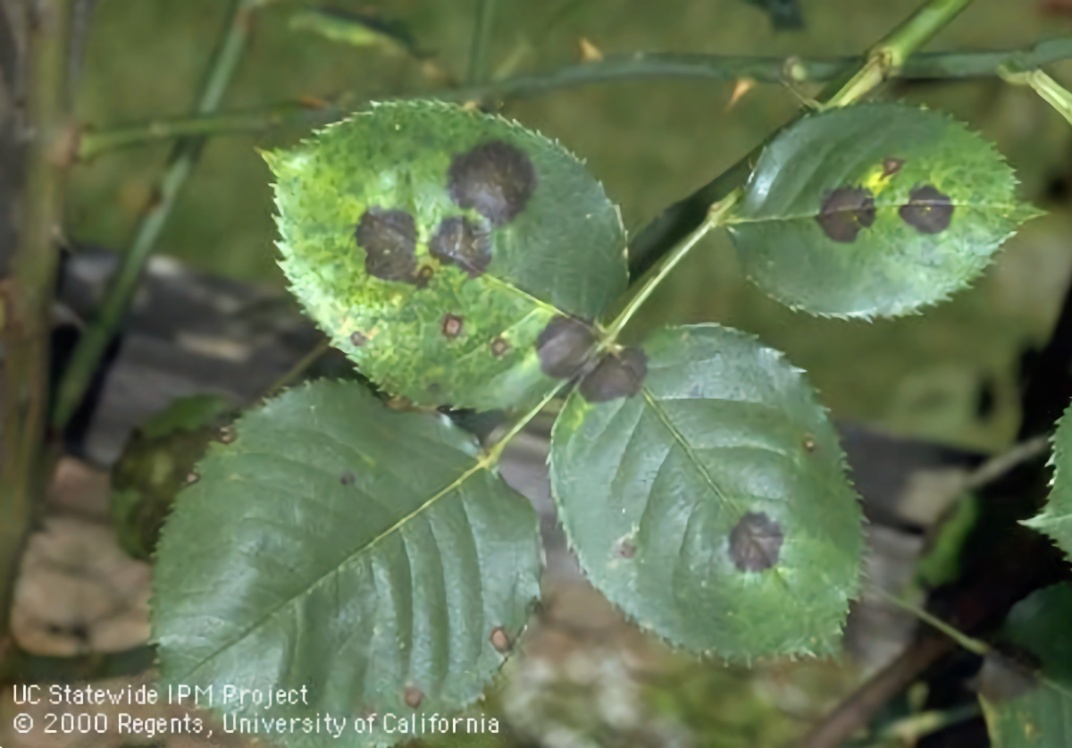 A green rose leaf with yellowing edges and infected with black circular spots on each leaf