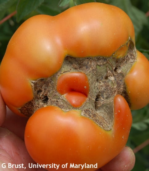 Tomato Catfacing