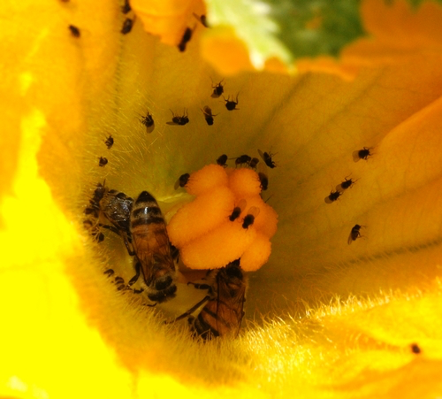 Tiny black flies on squash-blossom by Kathy Keatley Garvey - UC ANR
