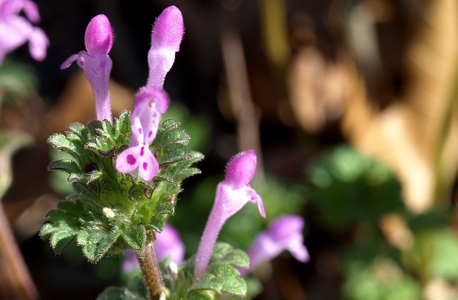 Image showing the tip of a hen bit weed shoot with pink flowers