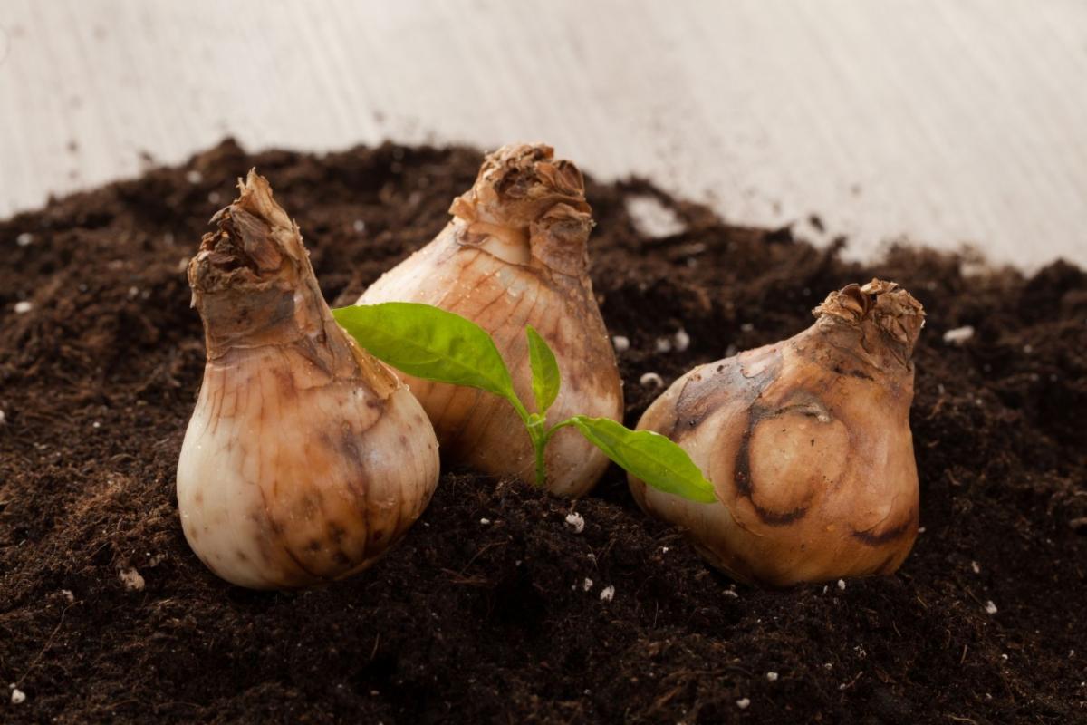 daffodil bulbs to plant in the fall