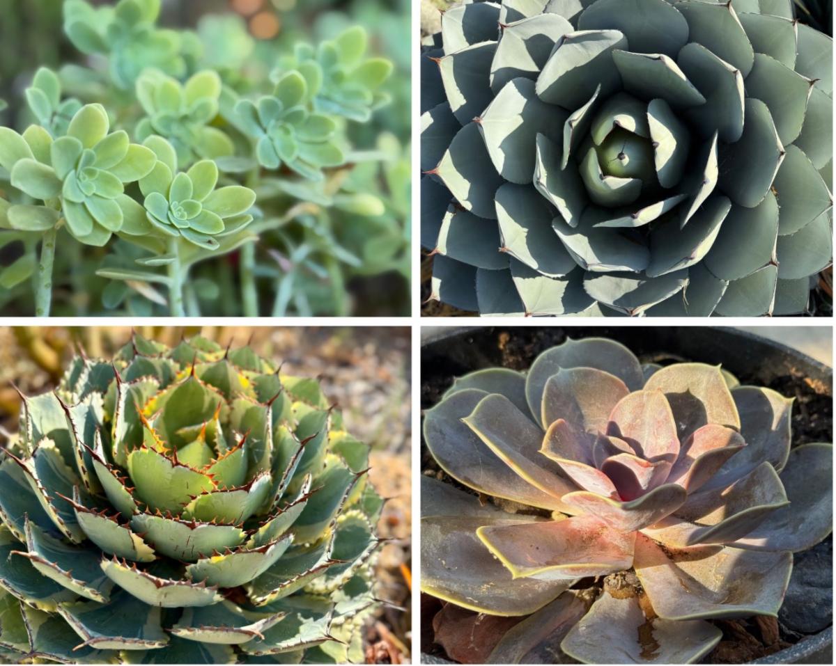 Assortment of plants showing some of the wide variety of succulent plants