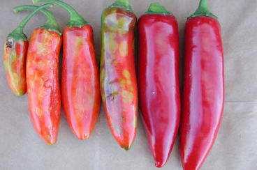 Distorted and spotted jalapeno fruit infected with tomato spotted wilt virus - left - compared with healthy fruit - right