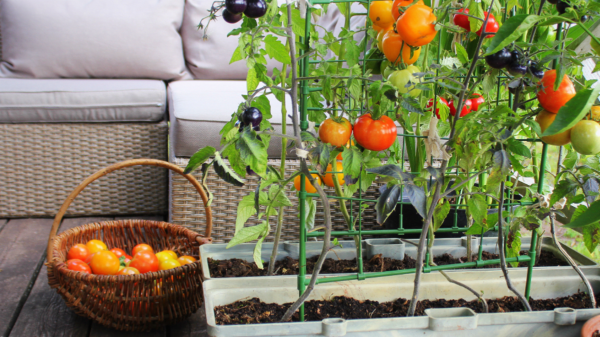 Orange, red, and purple tomatoes grow on a green wire frame set in a rectangular container, on a patio with a light grey outdoor sofa in the background.