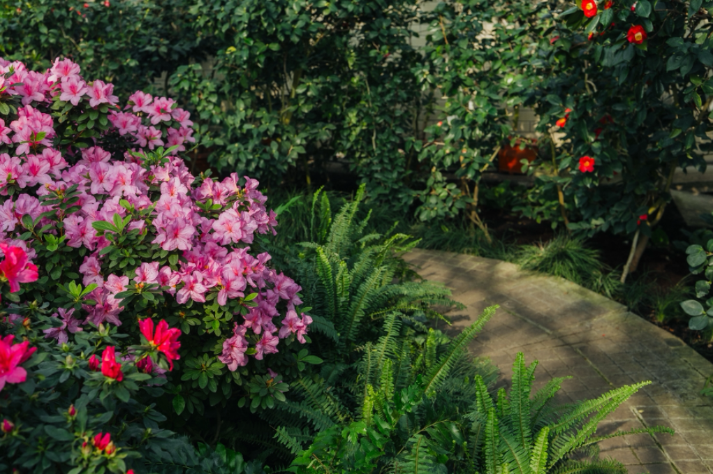 Bright pink azaleas growing next to ferns and other plants in various shades of green