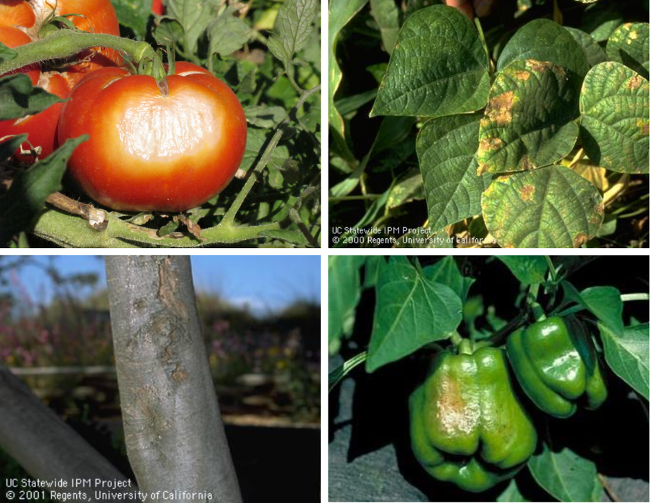 A four-square collage showing a tomato - bean leaves - and a green pepper with discolored white or brown areas - and a slender light brown tree trunk with peeling barkÂ&nbsp;