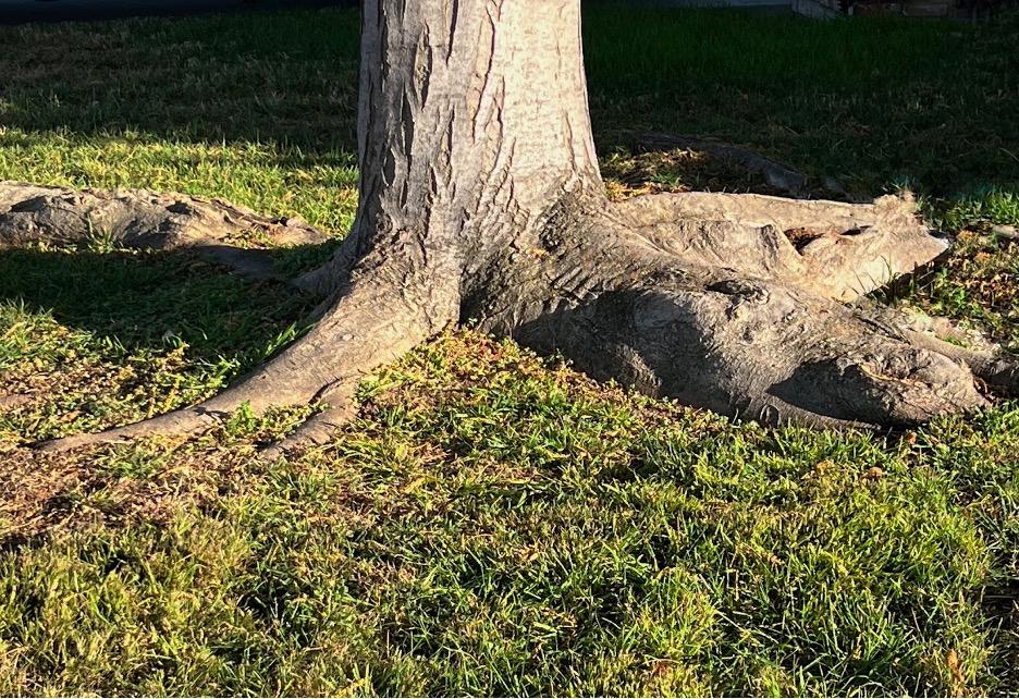 Large above-ground roots around a tree which is planted in a lawn