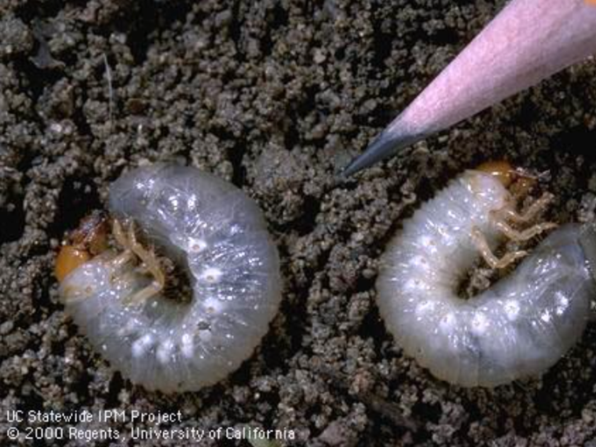 Two white grubs curled in a C-shape, next to the point of a pencil to show that they grow to about 3/4 inch in length