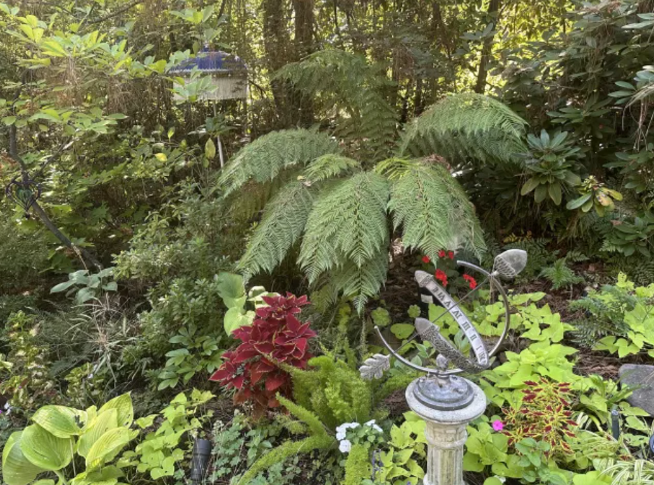 Lush shade plants in many colors of green