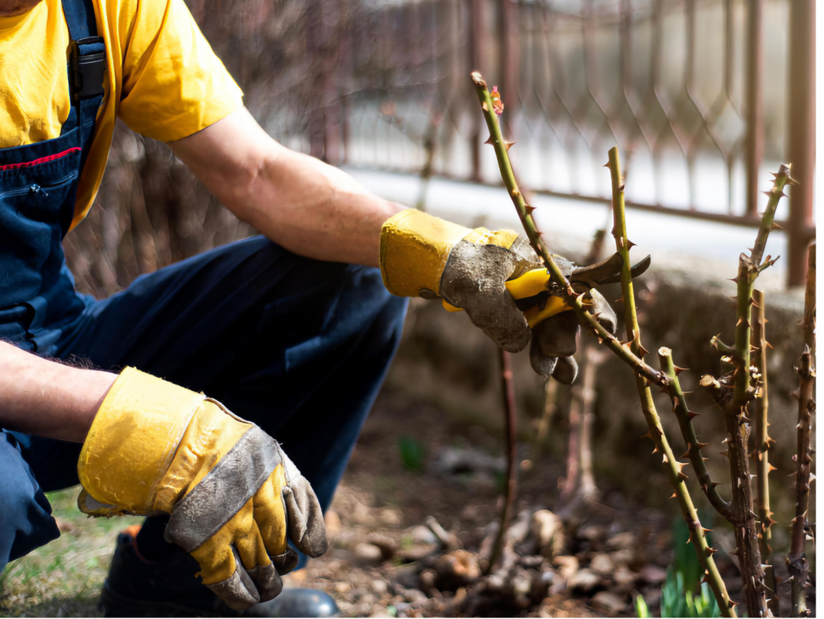 Gardener with yellow gloves pruning a leafless rose bush