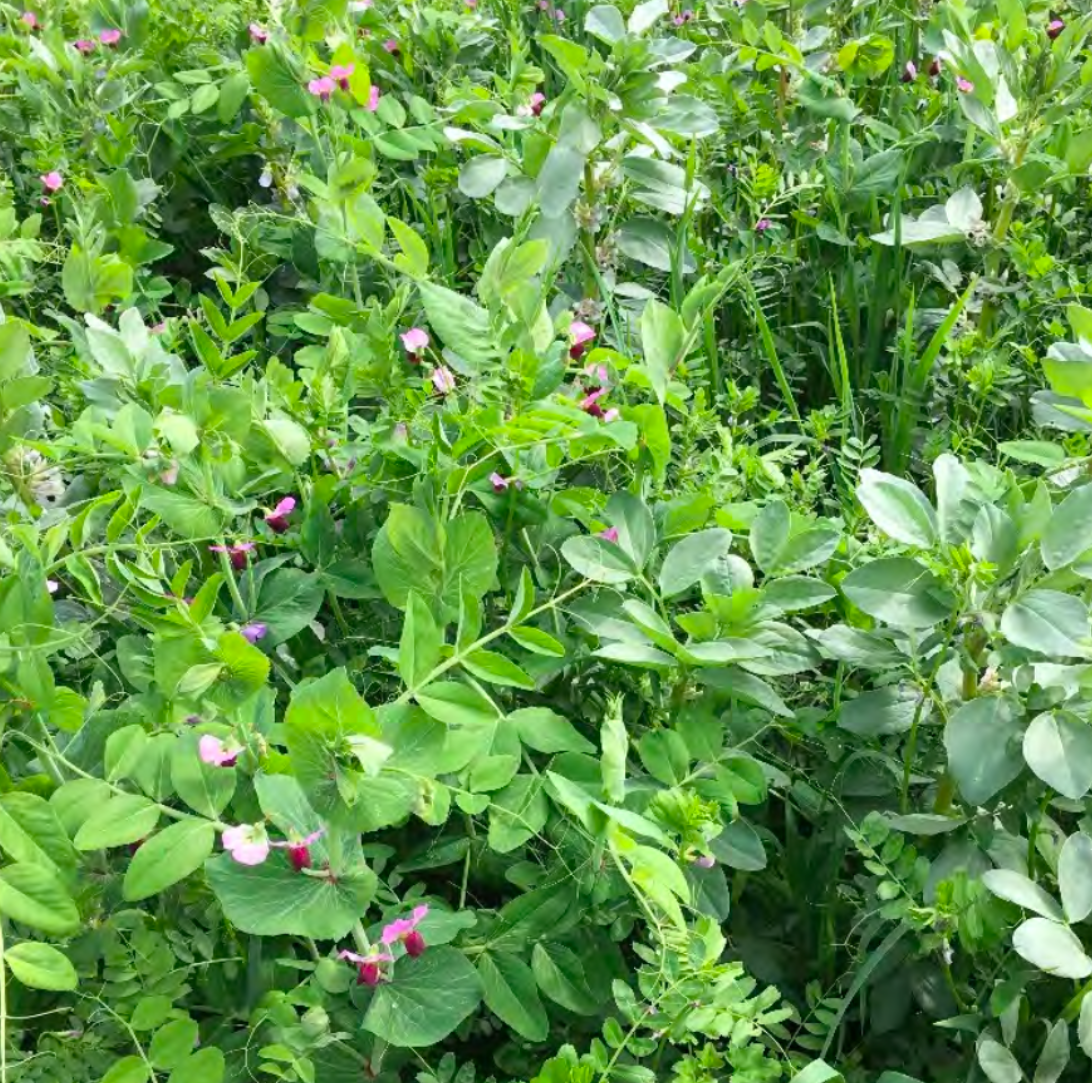 Several types of cover crops in many shades of green planted closely together.